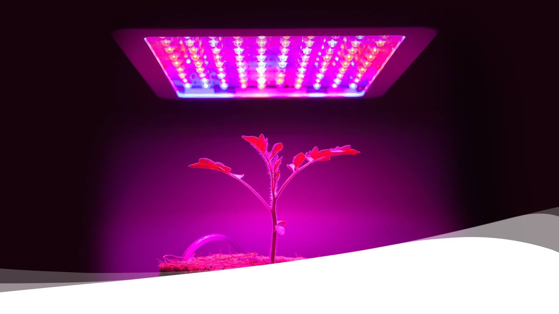Dr. Muller light therapy research on growth plants