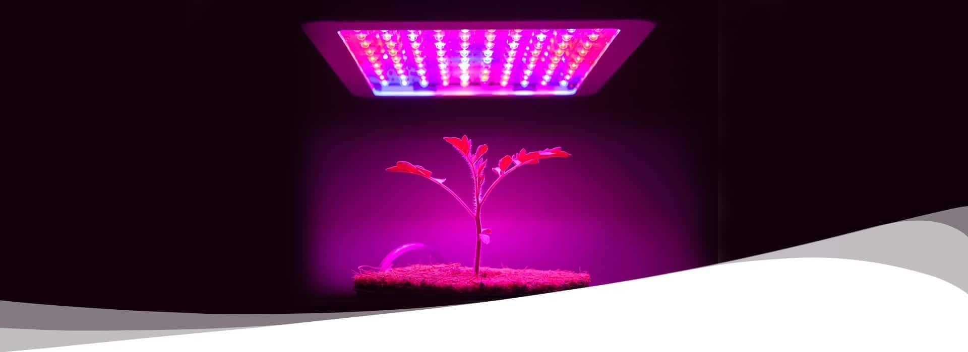light therapy on plants